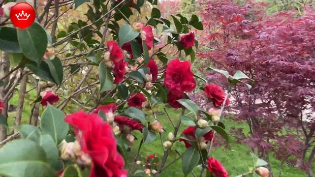 ???Японский сад Краснодар показываем что цветет 13 апреля 2023. смотреть онлайн