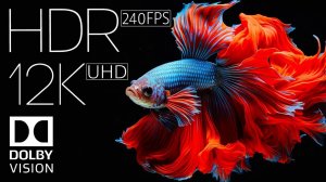 ДИКАЯ ПРИРОДА И ВЗРЫВНЫЕ ЦВЕТА 12K ULTRA HD HDR (240 FPS)