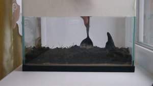 Как сделать Вечный террариум/How to make an Eternal terrarium