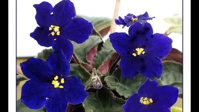 Фиалка "Африканская Ночь" Константина Каткина смотреть онлайн