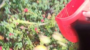 Сбор брусники, как и где и сколько!!!