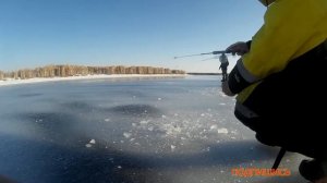 ЛОВЛЯ КАРАСЯ И ОКУНЯ НА КОНУС. EUROPEAN CARP AND PERCH ON CONE