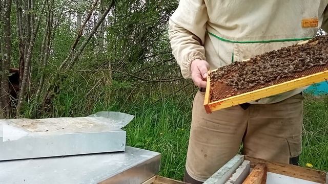 Усиливаем майские отводки молодой пчелой - Дачная Пасека #116