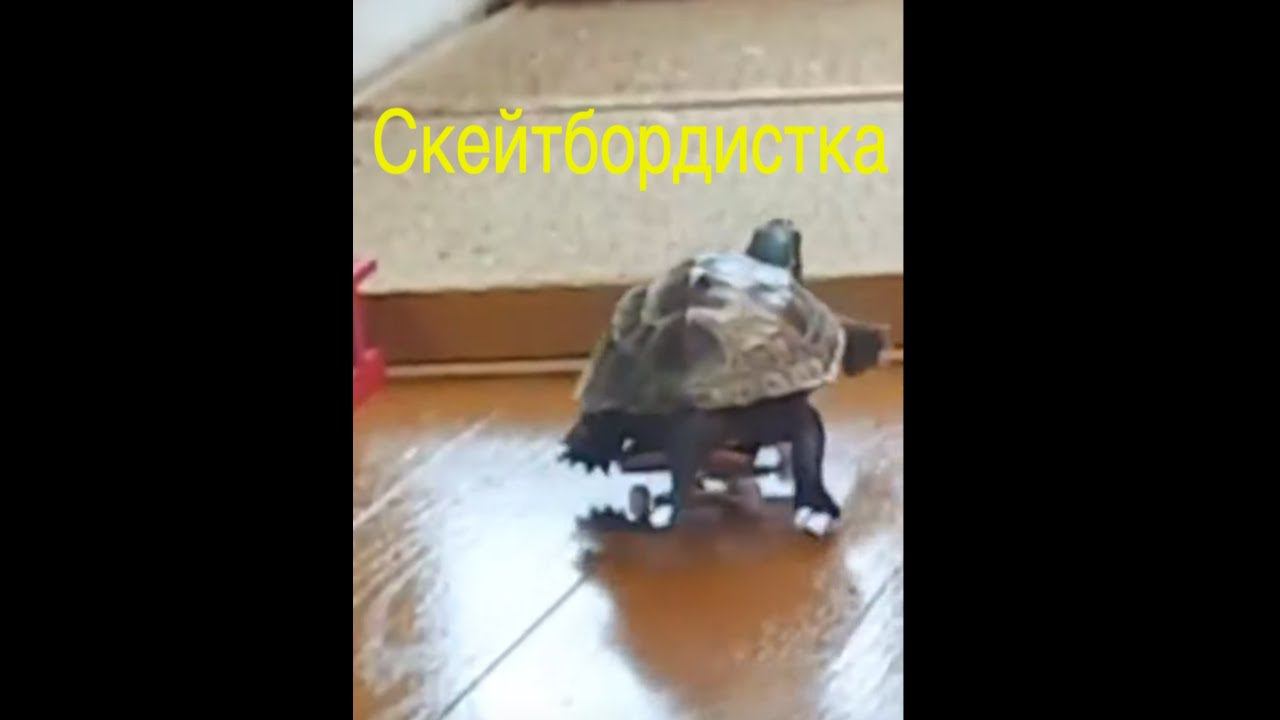 СКЕЙТО-ЧЕРЕПАШКА 2 #юмор #duet #прикол смотреть онлайн