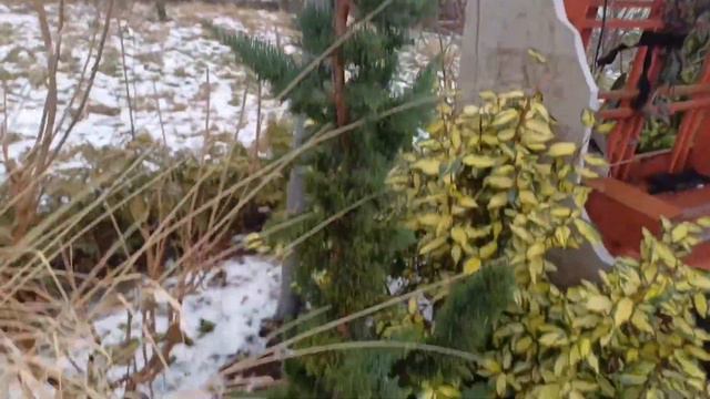 РАЗМОРОЗКА ! Южный сад после морозов! Обзор сада 15 января 2024.РЕДКИЕ РАСТЕНИЯ В ЮЖНОМ САДУ