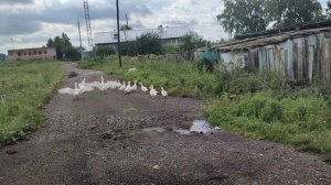 У бабушки в деревне.