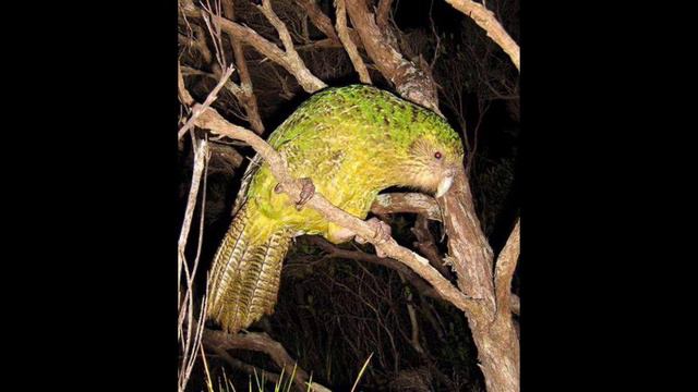 Самые редкие животные в мире смотреть онлайн