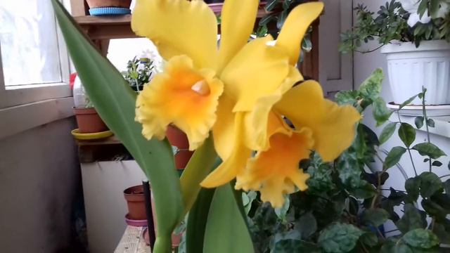 Моя первая катлея смотреть онлайн