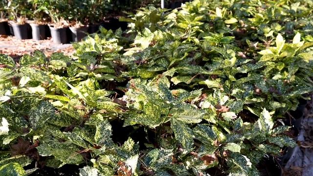 Aucuba japonica 'Marmorata' смотреть онлайн