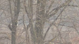 Испытания борзых собак. Краснодарский край, ст Выселки.  03.01.2019 г