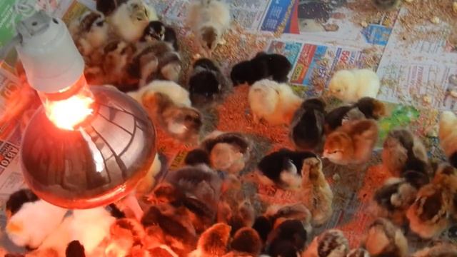 Суточные цыплята разных пород."Daily chickens" смотреть онлайн