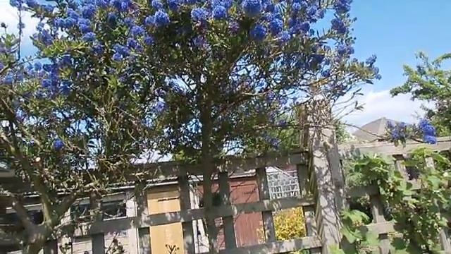 Attracting bees to the garden, the best way for you (ceanothus or calirofnia lilac) смотреть онлайн