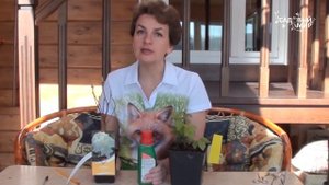 Как выбрать зимостойкие азалии (рододендроны) для сада