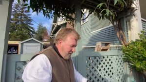 How to Prune Evergreen Clematis Vines, Trees, & Shrubs - Seattle Arborist Chip Kennaugh