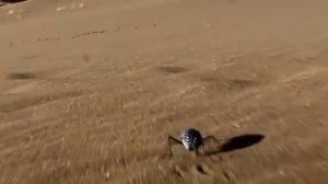 Самая дикая Африка