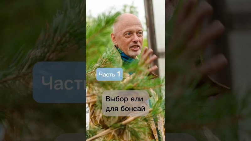 Выбор ели для бонсай. Часть 1. #бонсай #bonsai #ниваки #сад #андрейдарусенков #хвойные