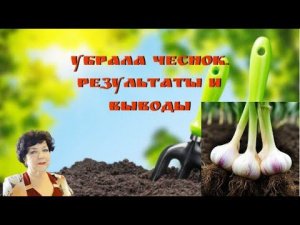 Убрала чеснок Результаты и выводы