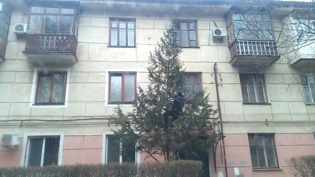 БИЧ полез за Елкой (Туйкой) смотреть онлайн