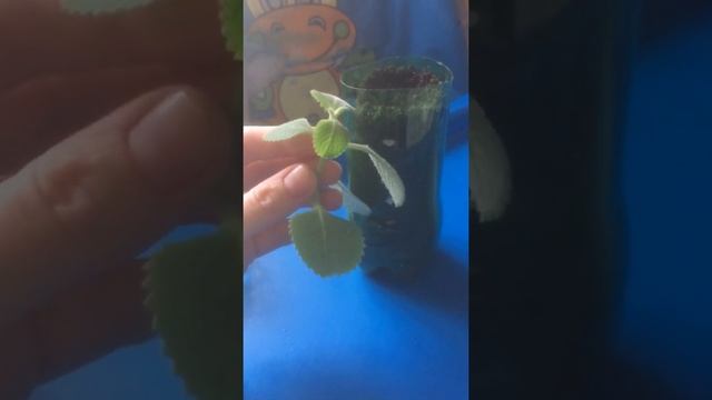 Размножение плектрантуса смотреть онлайн