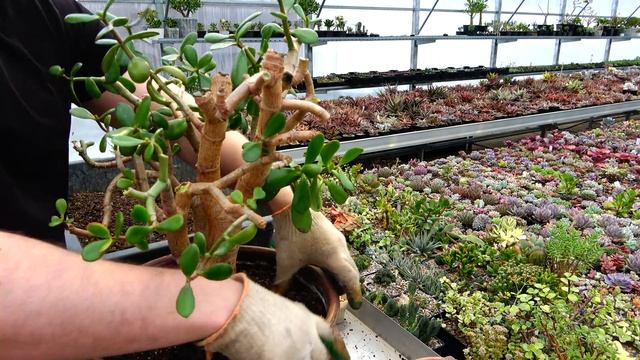 Пересадка денежного дерева Толстянки Крассулы оваты Crassula ovata с полной заменой субстрата