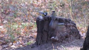 Будет вам и белка, будет и свисток*Байки грибника