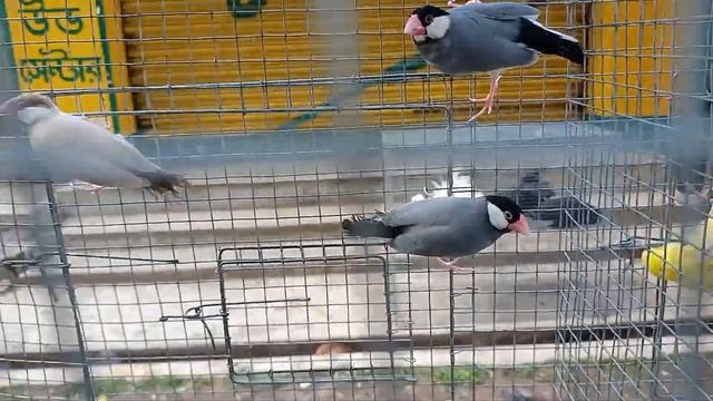 java bird for sale location Habra 7001229331 смотреть онлайн