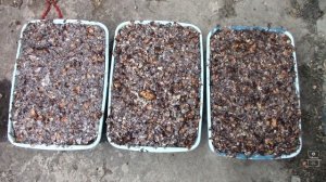 Как делать брикеты из шишек без пресса и зачем это нужно #33