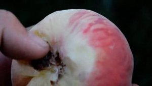 Инжирный персик Пинк Ринг /Pink Ring/ (Розовое кольцо) persikovod.com