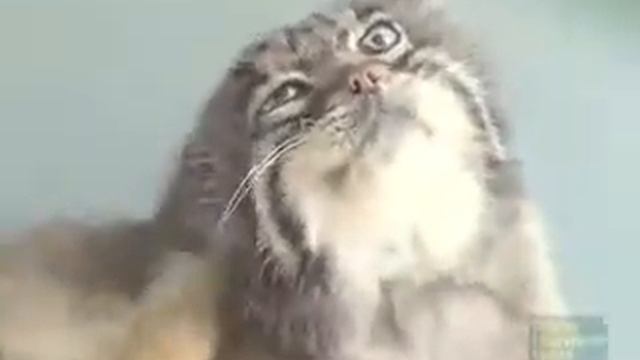 Манул смотреть онлайн