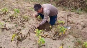 Картофель сорта "Гала" на песках пригорода Улан-Удэ,  урожай 2020