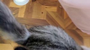 Кошка мяукает и кушать хочет