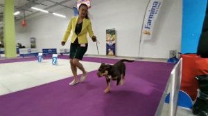 Чара, 7 месяцев Староанглийский бульдог