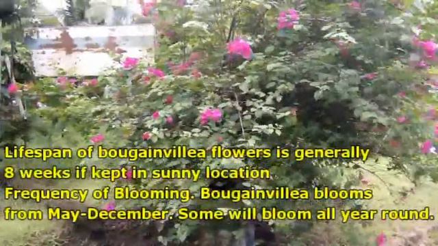 HOW TO FORCE BLOOM AND FULL BLOOM YOUR BOUGAINVILLEA- 2 EASY STEPS? смотреть онлайн