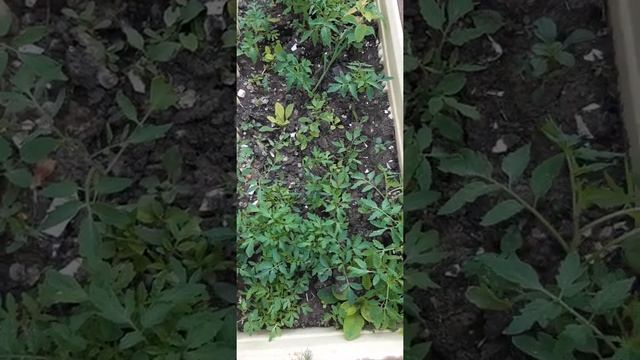 "Холодильник- теплица" смотреть онлайн