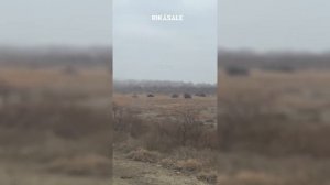 Охота на гуся в Дагестане. Удалось добыть желанный трофей. #охотанагуся