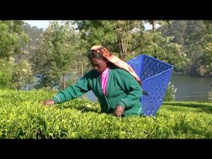 Сбор чая вручную