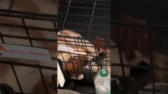 Официальная ЖД доставка щенка без сопровождения из Нижневартовска в Казань. Кавалер Кинг Чарльз