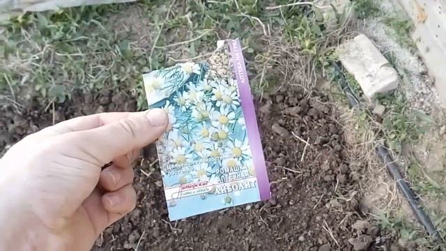 Чуфа, земляные бобы, земленой миндаль, тигровый орех