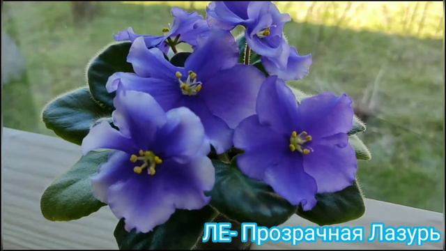 10 СОРТОВ ФИАЛОК С НАЗВАНИЯМИ. ВИДЕО ОБЗОР. смотреть онлайн