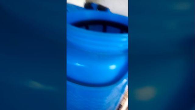 Первое кормление саженцев ежевики поставленных на укоренение головами.