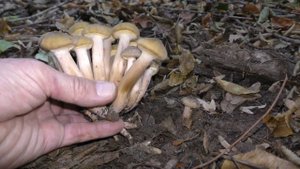 ОПЯТА ИДУТ !  В АТАКУ !   16 октября 2021 года. Сбор медовых опят (Armillaria mellea)