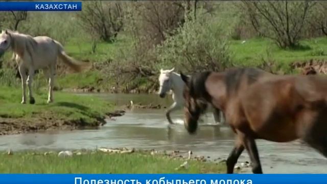 Полезность кобыльего молока