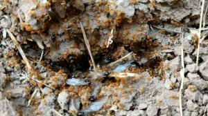 Всё о виде муравьев: "Lasius flavus", и особенности их лёта.
