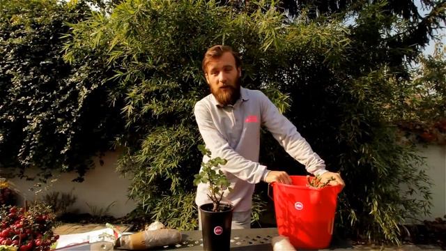 Plantarea Trandafirilor - cum se face. смотреть онлайн