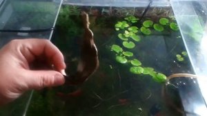 Как избавиться от улиток в Аквариуме.