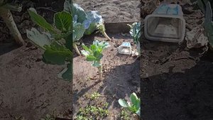 Огурцы на шпалере? или огурцы в открытом грунте? выращивание огурцов.