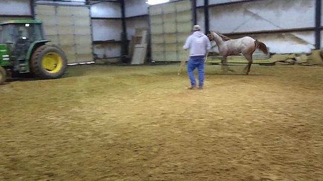 Red roan stallion Comer quarter horses Yearling смотреть онлайн