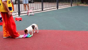 Собачки цирк