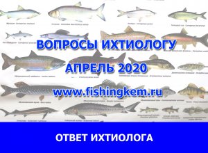 Вопросы ихтиологу. апрель 2020.