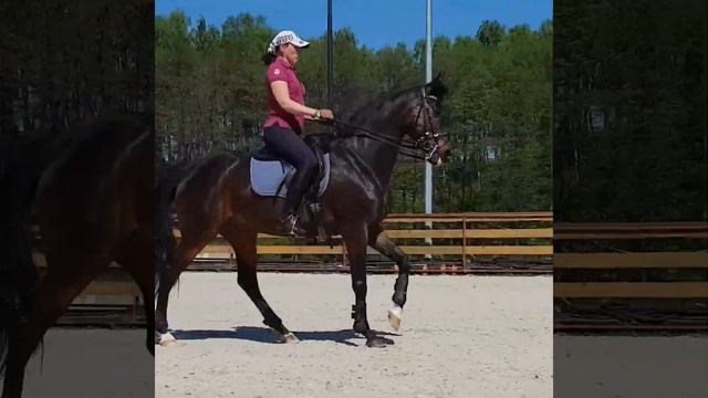 Интриган. Лошади на продажу. (ПРОДАН) смотреть онлайн